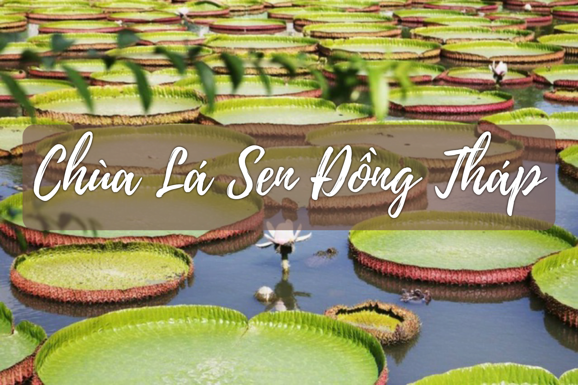 Hồ Chí Minh - Chùa Lá Sen Khổng Lồ - Vườn Chà Là - Cánh Đồng Hoa Hồng - Cá Lóc Bay - Chùa Phật Ngọc Xá Lợi 1 ngày